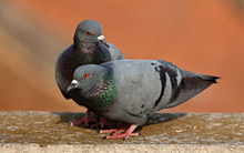 Feral Pigeons