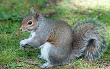 Gray Squirrel