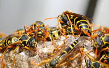 Wasps