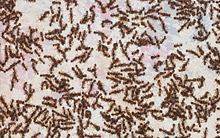 ant-pest-control-leeds