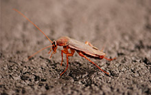 cockroach-pest-control-leeds