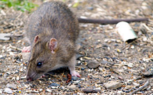 rodent-rat-pest-control-leeds